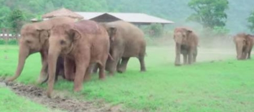 L’éléphanteau abandonné était seul jusqu’à ce que cet énorme troupeau se dirige vers lui